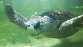 La historia del tortugo Jorge llegó a National Geographic y causa sensación internacional