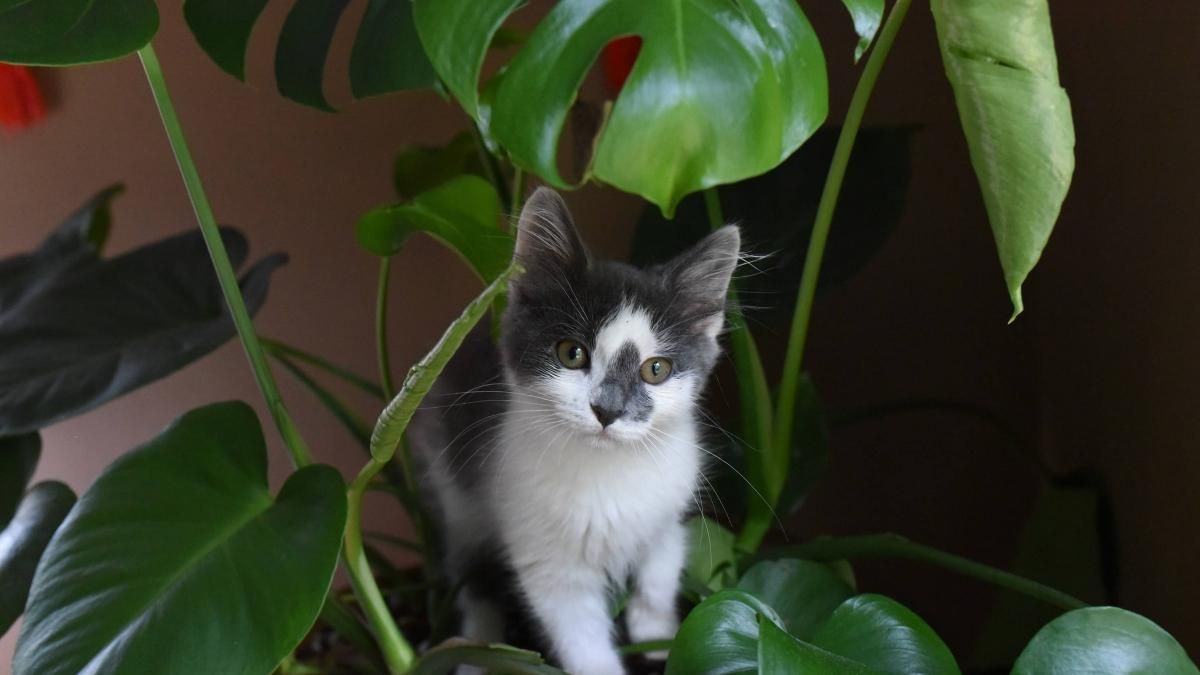 La monstera deliciosa es una de las plantas tóxicas para nuestras mascotas La monstera deliciosa es una de las plantas tóxicas para nuestras mascotas