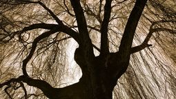 La leyenda del sauce llorón: la historia que explica por qué este árbol siempre parece triste La leyenda del sauce llorón: la historia que explica por qué este árbol siempre parece triste