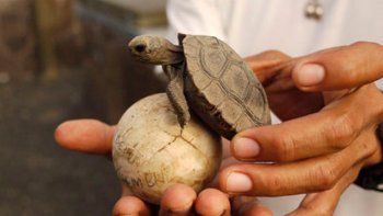 Galápagos: recolectan 150 huevos de tortugas para salvarlas