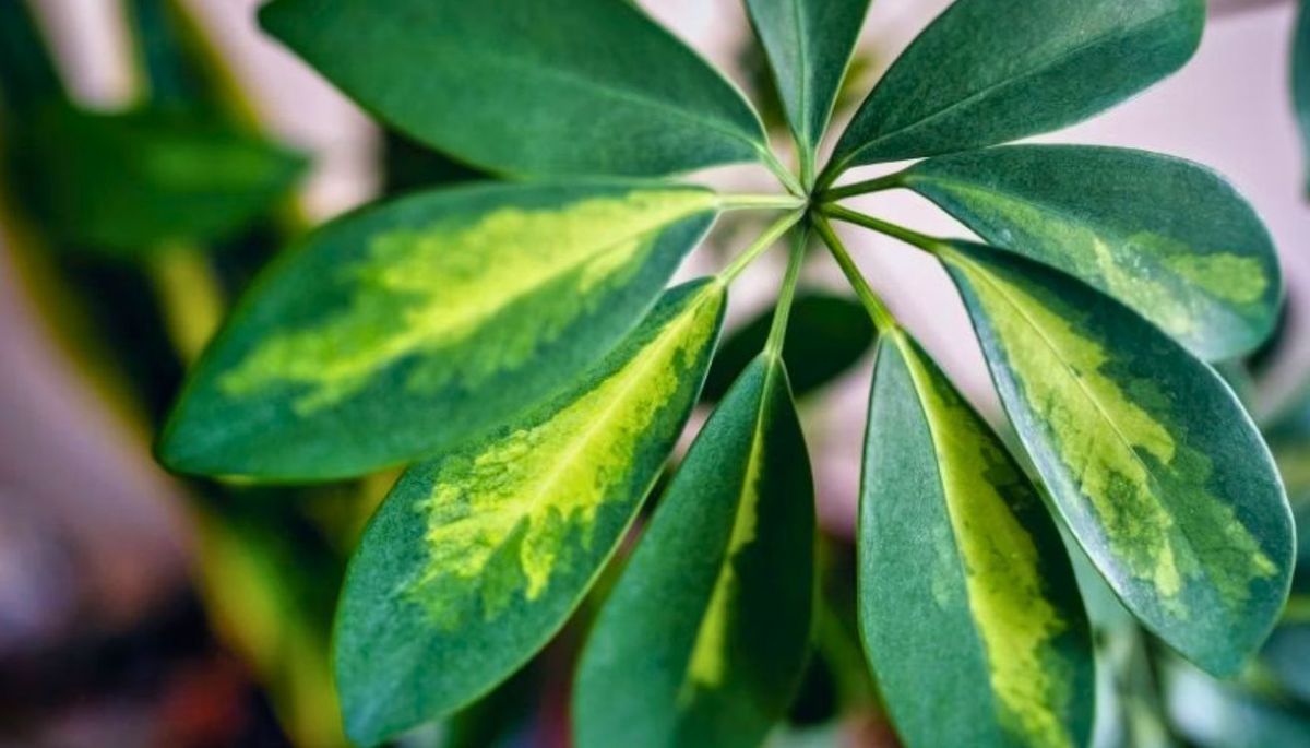La schefflera es una popular planta de interior tropical. La schefflera es una popular planta de interior tropical.
