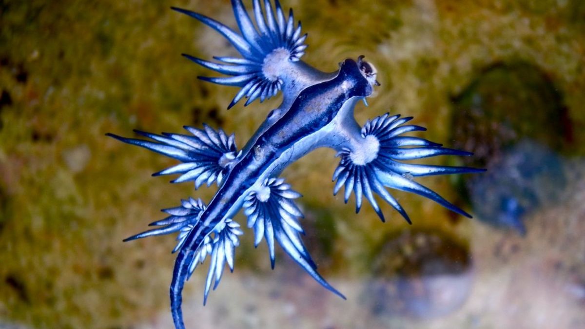 Inconsciente. Video: un Tiktoker juega con criatura marina sin saber que es una peligrosa especie venenosa.