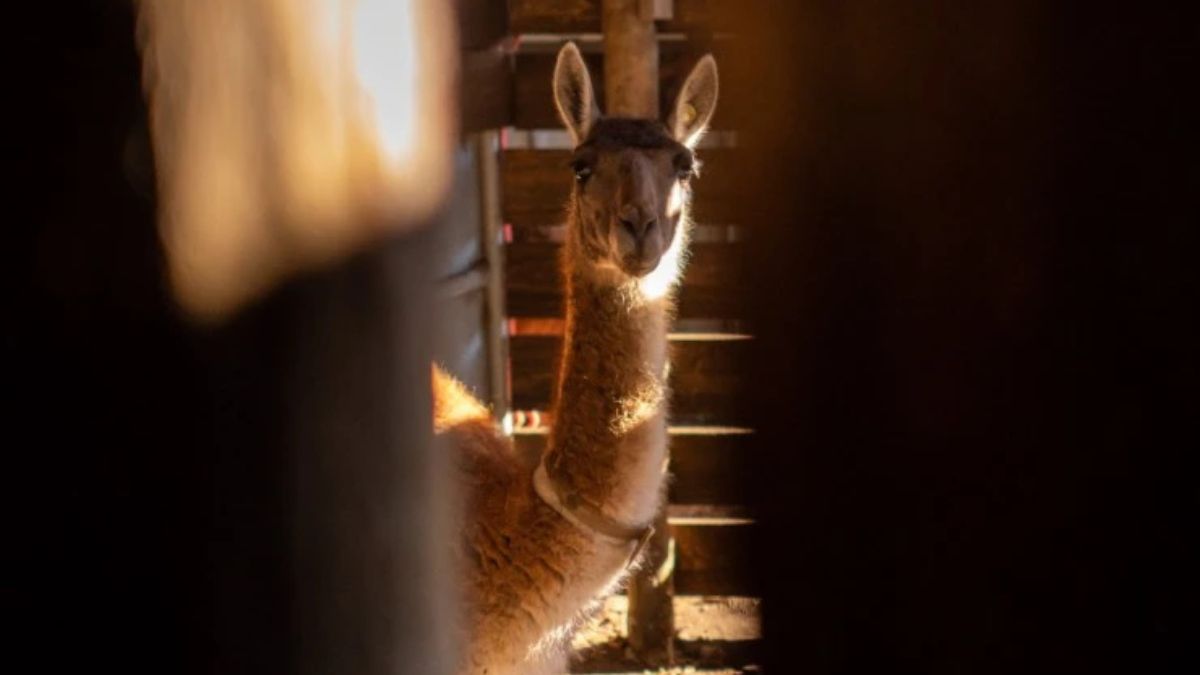 Foto: Gregorio Ibáñez Foto: Gregorio Ibáñez