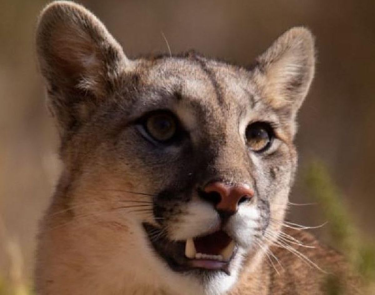 La aparición de un puma causó preocupación en General Alvear. Imagen ilustrativa.