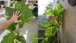 Obtiene potus gigantes con hojas verdes y hermosas. Obtiene potus gigantes con hojas verdes y hermosas.