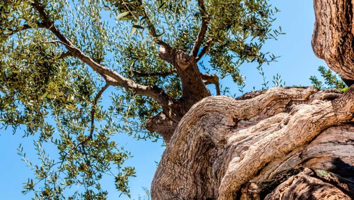 Naturaleza y historia unidas en un solo árbol milenario. Naturaleza y historia unidas en un solo árbol milenario.