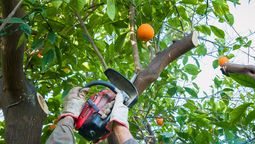 Las 5 cosas que debes hacer con el árbol de naranjo en marzo para que explote de frutos