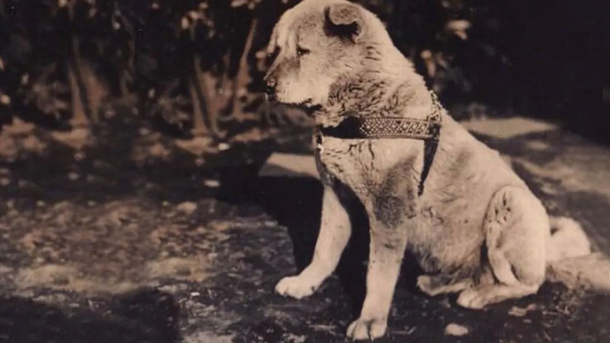 Hachiko, el perro japonés que aguardó a su amo casi 10 años en una estación de trenes. Hachiko, el perro japonés que aguardó a su amo casi 10 años en una estación de trenes.