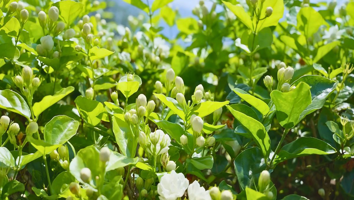 Existe una serie de factores que pueden influir en la floración y optimizar las condiciones para que tus jazmines se conviertan en el centro de atención en tu jardín. Existe una serie de factores que pueden influir en la floración y optimizar las condiciones para que tus jazmines se conviertan en el centro de atención en tu jardín.