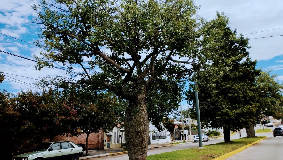 Sombra y frescura: cómo un árbol mejora tu hogar y el ambiente. Sombra y frescura: cómo un árbol mejora tu hogar y el ambiente.