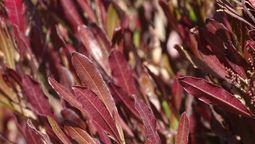 La planta trepadora que embellece cualquier jardín. Imagen: Freepik