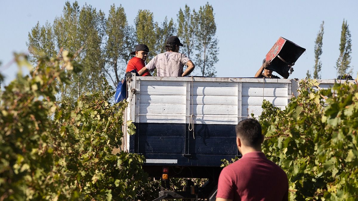 Desde una de las fincas de Cimarrón Wines, el ingeniero agrónomo pronostica una mejor cosecha que la del año pasado. Desde una de las fincas de Cimarrón Wines, el ingeniero agrónomo pronostica una mejor cosecha que la del año pasado.