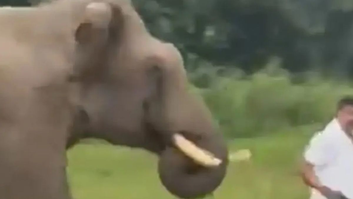 Un elefante persiguió y aplastó a un turista tras acercarse para intentar tomarse selfie