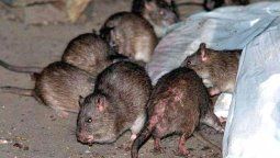 Una joven de La Plata se transformó en la víctima mortal número 14 por hantavirus