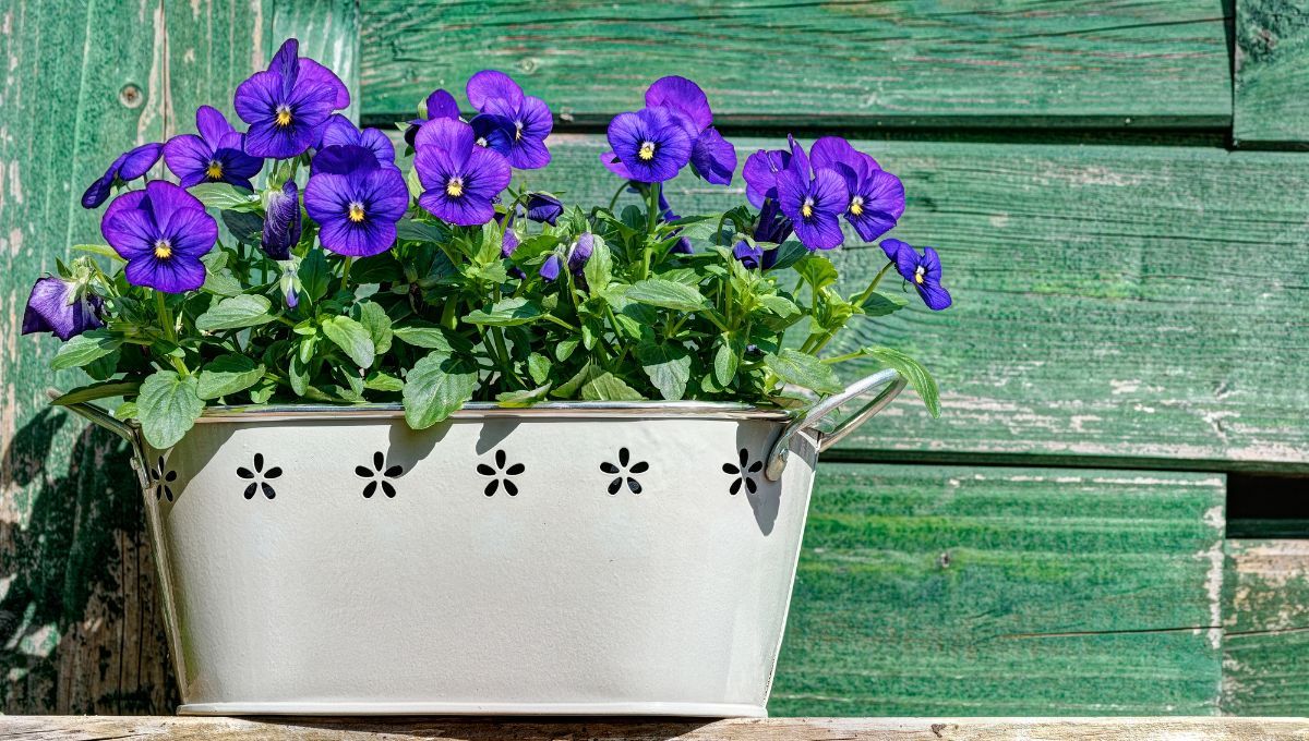 El mejor momento para plantar pensamientos es en otoño. Imagen: Freepik El mejor momento para plantar pensamientos es en otoño. Imagen: Freepik