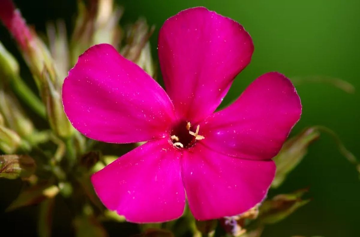 Esta planta es de rápido crecimiento. Imagen: Freepik. Esta planta es de rápido crecimiento. Imagen: Freepik.