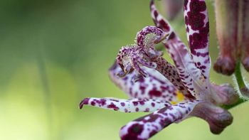 La planta asiática que llena de vida tu jardín, no exige cuidados de jardinería y florece los 365 días del año