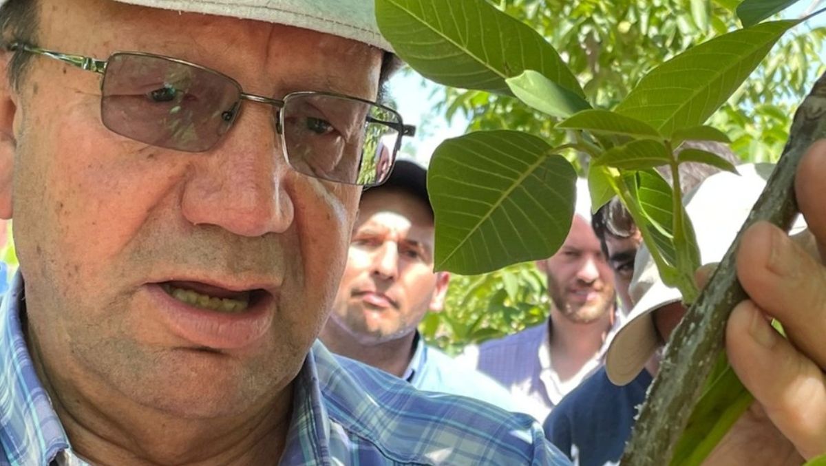 Arturo Soriano comenzó a plantar nogales a mediados de los años noventa.