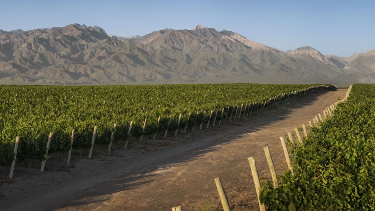 Viñedos de la bodga Urqo.