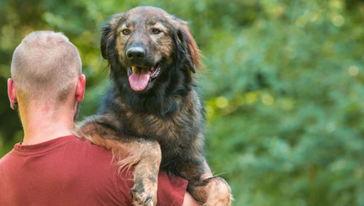Tu perro no debe ser cargado como bebé: puedes generarle un problema.