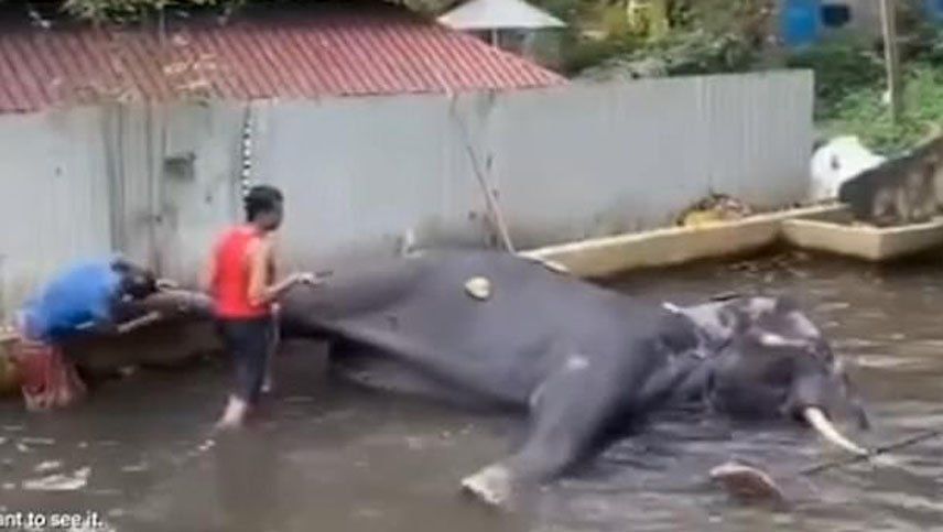 Video: azotaron sin piedad a un elefante en un templo de Sri Lanka