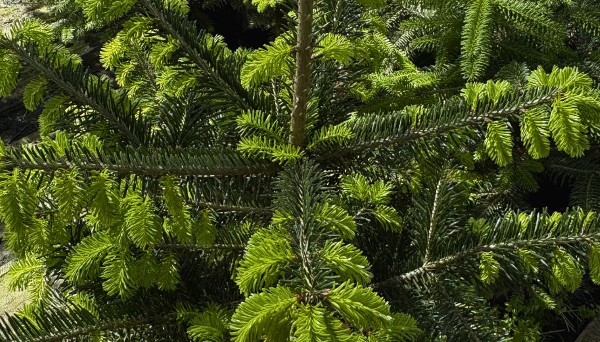 El abeto es ampliamente conocido en el mundo como el &aacute;rbol de Navidad.