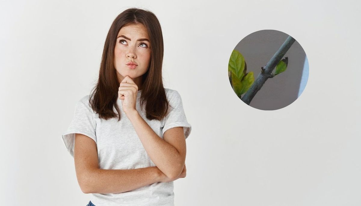 Qué hacer si a tu planta de jazmín se le caen las hojas