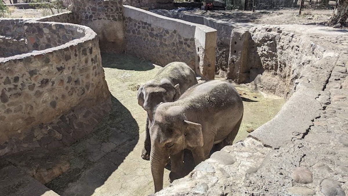 Pocha y Guillermina, cuando vivían en el Ecoparque. Pocha y Guillermina, cuando vivían en el Ecoparque.