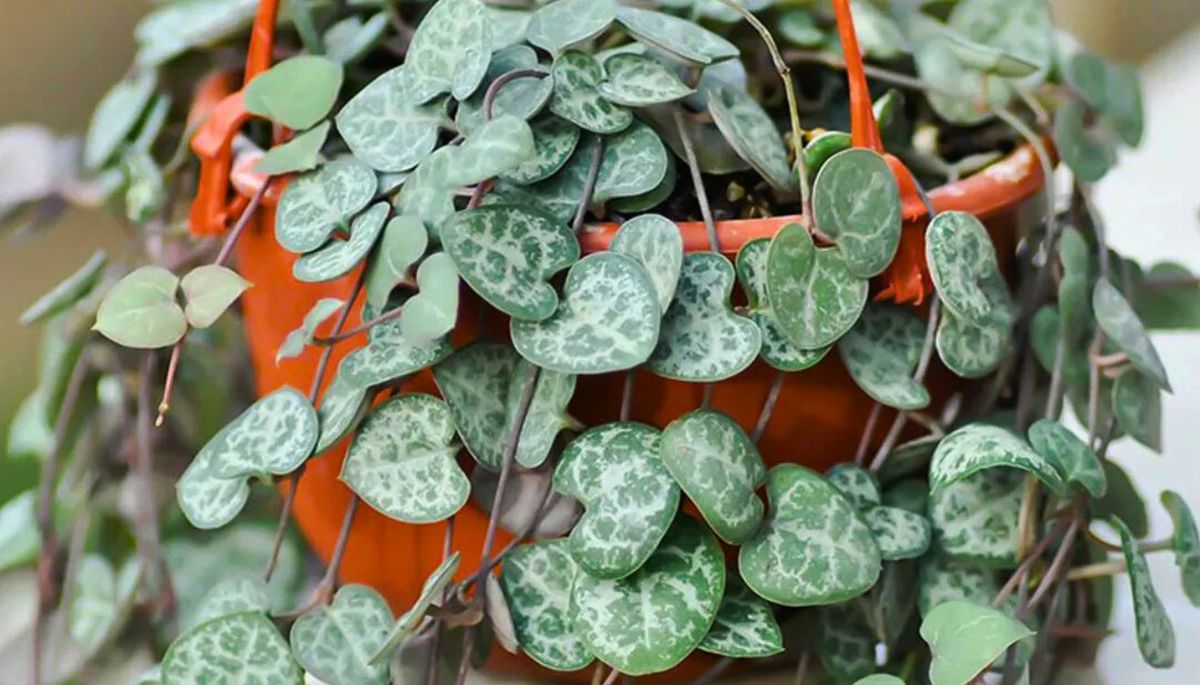 La planta colgante que crea una cascada de hojas en forma de corazón y llena tu casa de vida