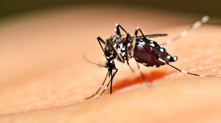 Confirmaron dos casos mortales de dengue en la Capital Federal