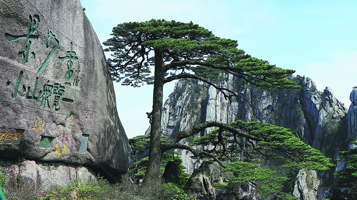 Los pinos que crecen en las grietas de las rocas son una de las mayores atracciones de la montaña Huangshan en la provincia de Anhui. ZHU LIXIN / CHINA DAILY