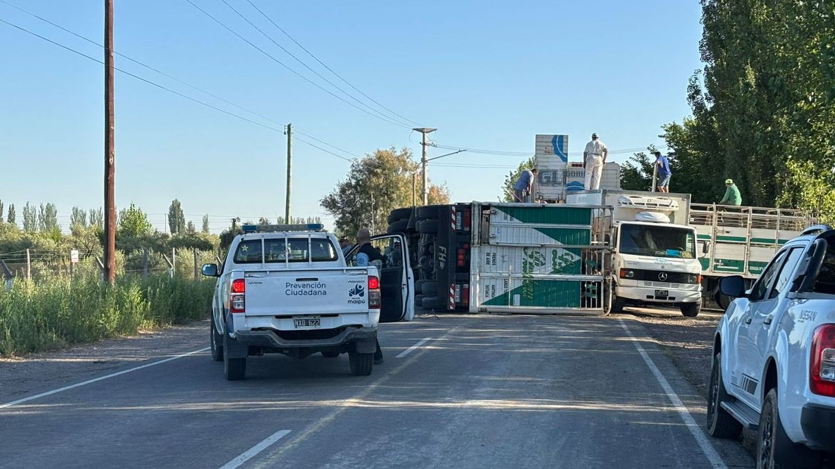 El camionero que llevaba vacas hacia un matadero dijo que el accidente ocurrió porque se quedó dormido cuando circulaba por Maipú. Foto: Matías Pascualetti/ Radio Nihuil.