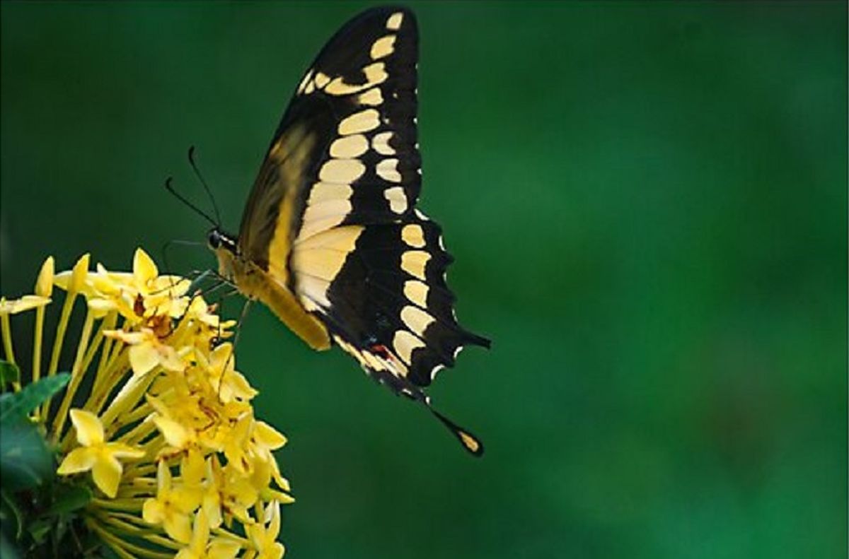 Descubre el significado de ver una mariposa negra y amarilla y aplícalo en tu vida diaria.