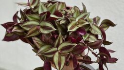 Zebrina, la planta decorativa que sirve para curar la diarrea y la gastritis