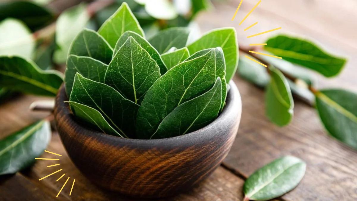 Cómo usar las hojas de laurel para protegerte de la envidia