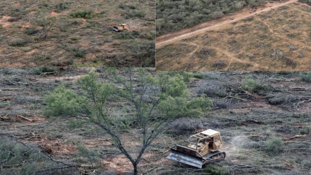 Desmontes en Santiago del Estero. (Foto: Greenpeace) Desmontes en Santiago del Estero. (Foto: Greenpeace)
