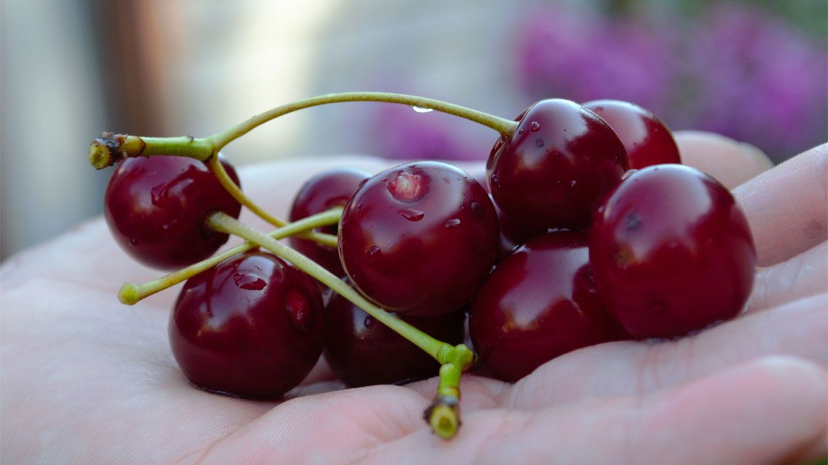 Las guindas se utilizan mucho en recetas de repostería. Las guindas se utilizan mucho en recetas de repostería.