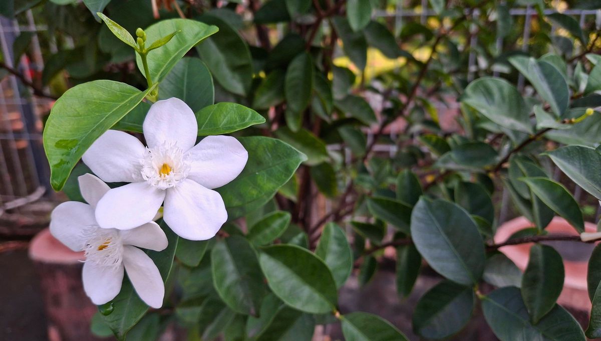 Cómo hacer que tu planta de jazmín florezca con abundancia: el eficaz truco de jardinero