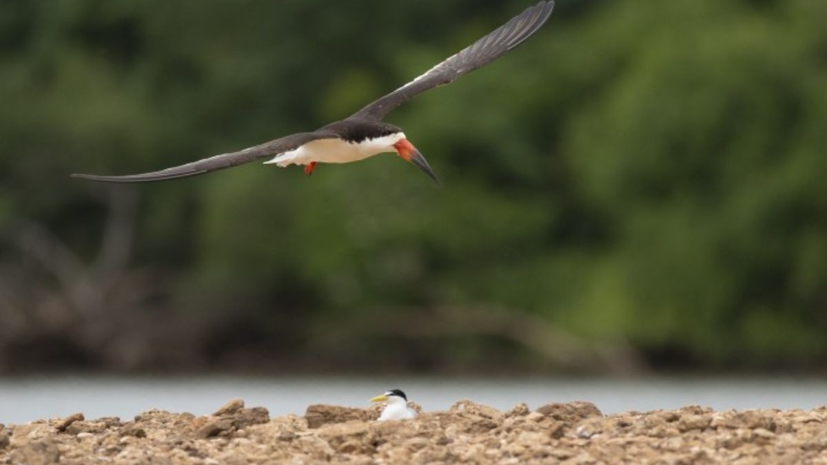 Crédito: Rodrigo Folch Crédito: Rodrigo Folch 