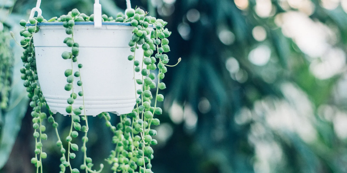 La planta rosario es una suculenta muy estimada por los adeptos a la jardinería.