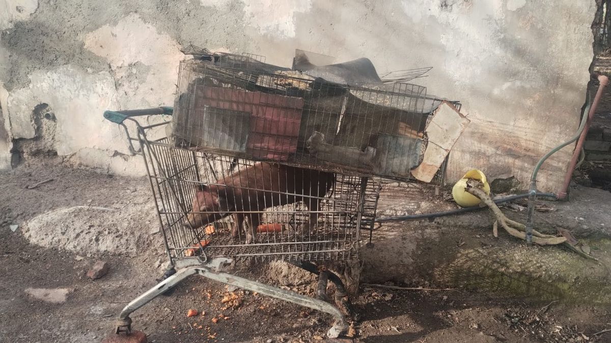 La imagen de un cerdo en un carrito de supermercado es una de las postales que dejó el feroz incendio en Los Corralitos. Destruyó casas y autos, así como provocó la muerte de animales que habitan en la zona. Foto: Matías Pascualetti. La imagen de un cerdo en un carrito de supermercado es una de las postales que dejó el feroz incendio en Los Corralitos. Destruyó casas y autos, así como provocó la muerte de animales que habitan en la zona. Foto: Matías Pascualetti.