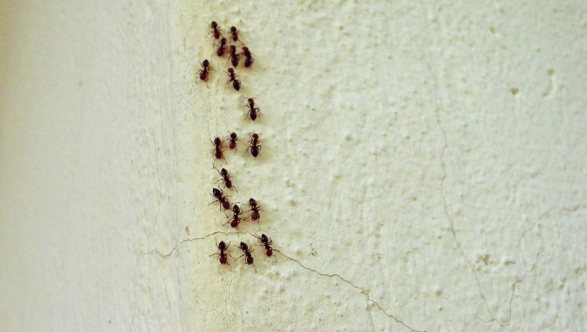 Si ves hormigas por las paredes o pisos de tu casa, te contamos qué significa y por qué es bueno