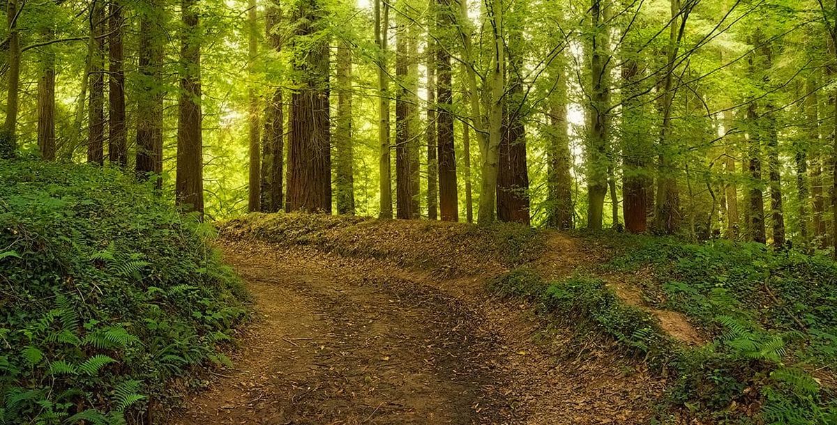 Los efectos en el cerebro se empiezan a notar a los minutos de estar en la naturaleza, según determinó el estudio. Los efectos en el cerebro se empiezan a notar a los minutos de estar en la naturaleza, según determinó el estudio.
