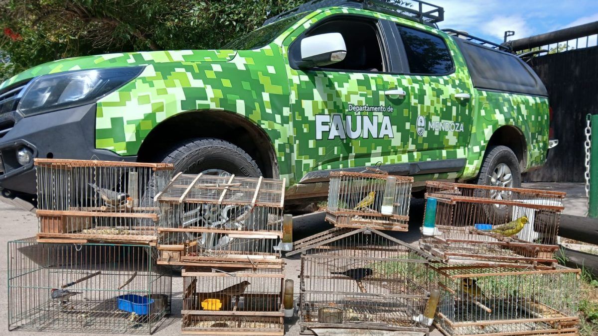 Rescataron aves silvestres en cautiverio: 9 de cada 10 mueren en el intento de venderlos
