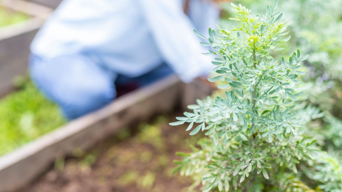 Qué significa tener una planta de ruda hembra en la parte DERECHA de tu casa