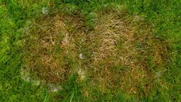 Las manchas del césped pueden ser eliminadas con diferentes trucos caseros. Las manchas del césped pueden ser eliminadas con diferentes trucos caseros.