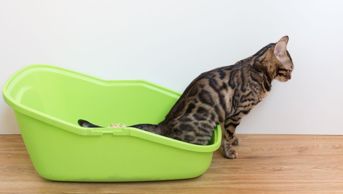 Gato. Gato.