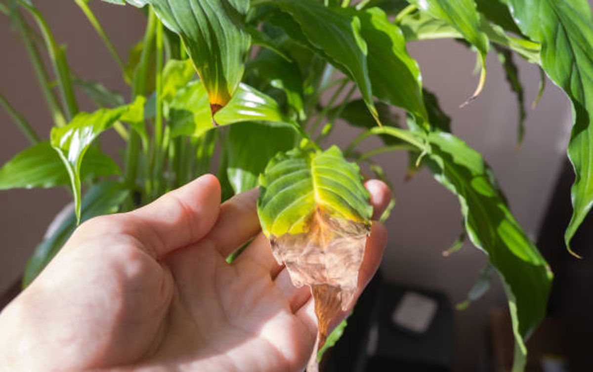 El riego es clave para evitar que las hojas de las plantas se sequen. El riego es clave para evitar que las hojas de las plantas se sequen.