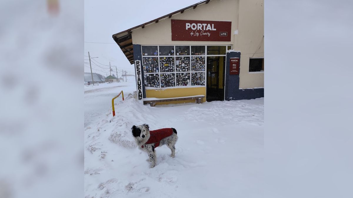 Obi tiene 6 años y desde chiquito disfruta correr los días de nevadas. Es amigo de todos en Las Cuevas.