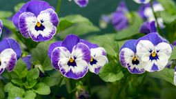 Si quieres que tus plantas de pensamiento llenen de flores el jardín, lee las recomendaciones. Imagen: Freepik